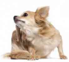 कुत्तों में कान के संक्रमण के लक्षण