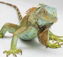 एक पालतू जानवर के रूप में एक iguana होने से आपका जीवन बदल जाता है