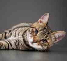 बिल्लियों में तीसरी पलक - कारण और उपचार
