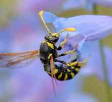 Wasps के प्रकार