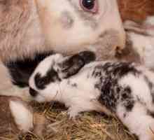खरगोशों में गर्भावस्था के बारे में - अवधि, लक्षण और देखभाल