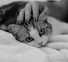 बिल्लियों के लिए प्राकृतिक tranquilizers