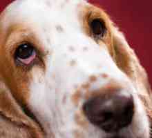 कुत्तों में conjunctivitis के लिए गृह उपचार