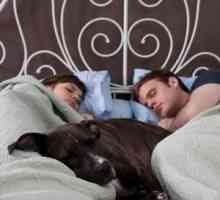 आपका कुत्ता तुम्हारे साथ सोता है, क्या होता है यदि आपका कुत्ता आपके बिस्तर में सो जाता है?