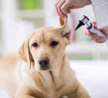 कुत्तों में छिद्रित आर्ड्रम - लक्षण और उपचार