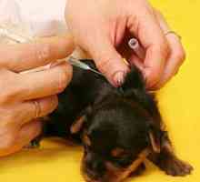2 महीने के पिल्ले के लिए टीके