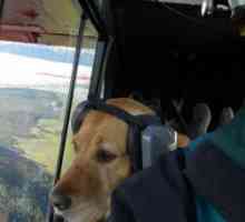 पशु चिकित्सक बार्सिलोना हवाई अड्डे पर आने वाले पालतू जानवरों का ख्याल रखेंगे