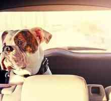 अपने कुत्ते के साथ सुरक्षित रूप से कार से यात्रा करें।