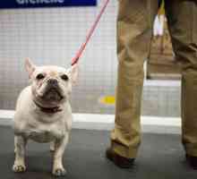 मैड्रिड में मेट्रो पर एक कुत्ते के साथ यात्रा अब संभव है