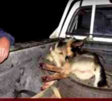 कुत्ते को खींचने वाला आदमी 10 किलोमीटर खुद को बचाता है: "मुझे एहसास नहीं हुआ"