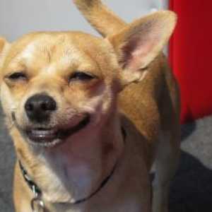 मुस्कुराते हुए कुत्तों की 10 छवियां