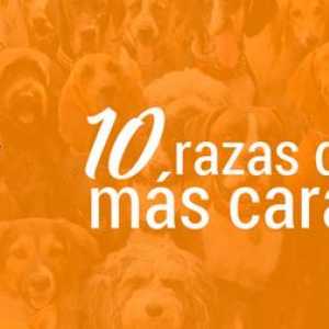 10 सबसे महंगा कुत्ते नस्लों
