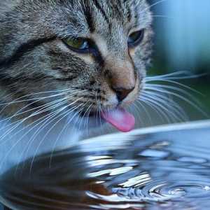 हमारी बिल्ली के लिए 10 पानी अधिक पानी पीने के लिए