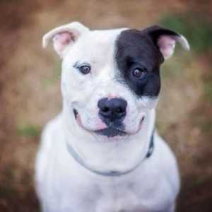15 पिट बैल कुत्ते और इसी तरह की छवियों - छवियों और विशेषताओं