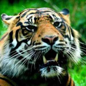 2 9 जुलाई बाघ का अंतरराष्ट्रीय दिन है