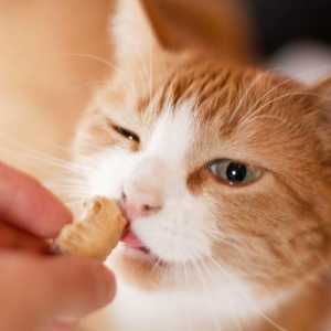 बिल्लियों के लिए कैंडी के 3 व्यंजनों