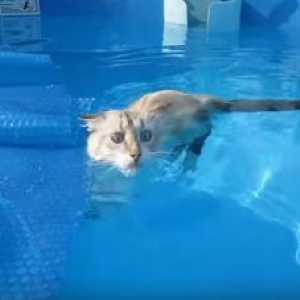 पूल में मजाकिया बिल्लियों के 3 वीडियो