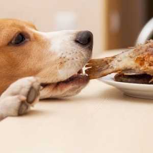 कुत्ते को प्रशिक्षित करने के लिए 4 टिप्स भोजन चोरी न करें