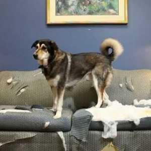 अपने कुत्ते को वस्तुओं या फर्नीचर काटने से रोकने के लिए 4 युक्तियाँ