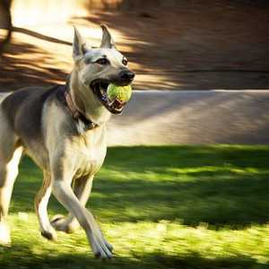 गेंद लाने के लिए कुत्ते को प्रशिक्षित करने के लिए 4 चरण