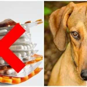 4 मानव दवाओं कुत्तों के लिए निषिद्ध है