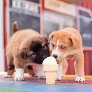 4 Recetas de helados para perros