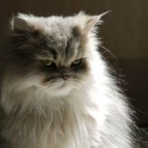 5 क्रियाएं जो आपको बताएंगी कि आपकी बिल्ली नाराज है या नहीं