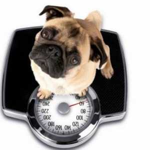 कुत्तों में 5 आम बीमारियां जो अपर्याप्त भोजन के कारण हो सकती हैं