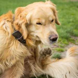 5 रोग जो कुत्तों को fleas संचारित करते हैं
