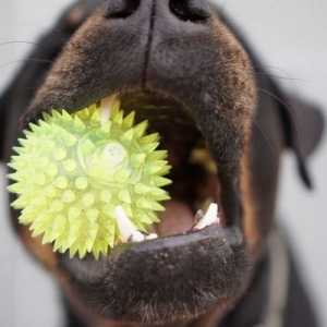 हड्डियों और खिलौनों के साथ अपने कुत्ते के दांत साफ करने के 5 तरीके