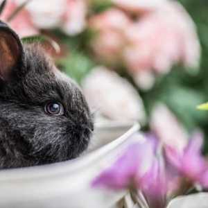 खरगोशों में तनाव के 5 लक्षण