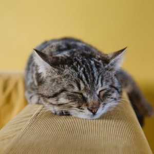 एक उबाऊ बिल्ली के 5 लक्षण