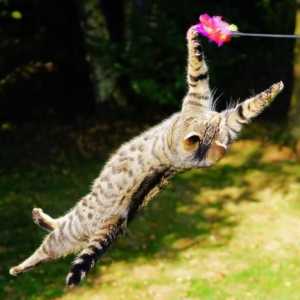 7 बिल्लियों के कौशल जो आपको आश्चर्यचकित करेंगे