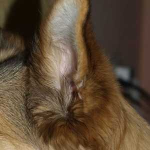 कुत्तों में ओटिटिस की पहचान करने के लिए 7 लक्षण