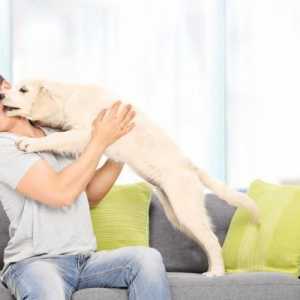 8 चीजें जो कुत्ते ध्यान आकर्षित करने के लिए करते हैं