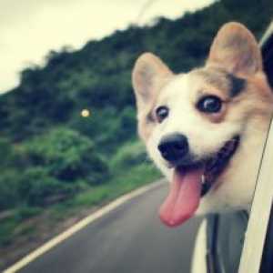 8 कार में अपने कुत्ते के साथ यात्रा करने के लिए अनजान विचार