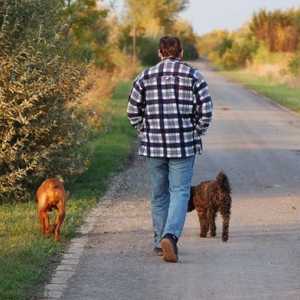 9 अपने कुत्ते को बिना छेड़छाड़ के आपके साथ चलने के लिए सिखाए जाने के फायदे