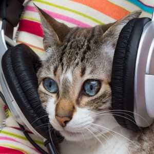 संगीत की तरह बिल्लियों करो?