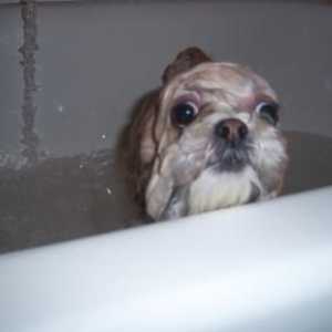 मेरा कुत्ता स्नान करना पसंद नहीं करता है