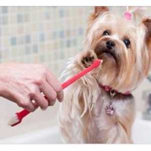 मुझे किस बिंदु से अपने कुत्ते के दांतों को ब्रश करना शुरू करना चाहिए?