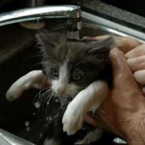 क्या आपकी बिल्ली स्नान करने की तरह नहीं है?