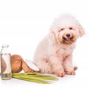 कुत्तों के लिए नारियल का तेल - लाभ और उपयोग