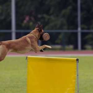 कुत्तों, आईपीओ के साथ काम प्रशिक्षण और रक्षा