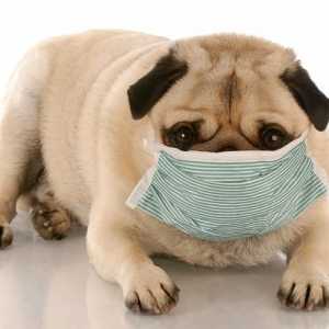 कुत्तों में खाद्य एलर्जी