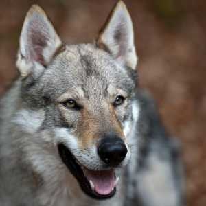 चेकोस्लोवाकियाई भेड़िया को खिलााना