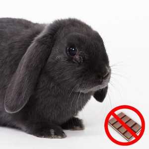 खरगोशों के लिए फूड्स प्रतिबंधित