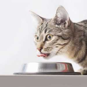 बिल्लियों के लिए लौह में समृद्ध खाद्य पदार्थ