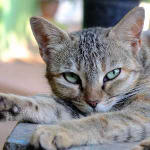 बिल्लियों में मनोवैज्ञानिक अलगाव