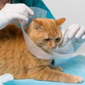 Alternativas al collar isabelino en gatos