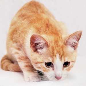 बिल्लियों में एनीमिया - लक्षण और उपचार